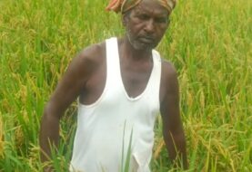 Jamui: किसान का अनोखा कारनाम, धान की रोपाई के समय में काट रहा है धान का फसल