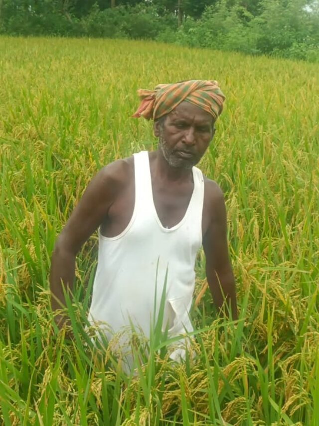 Jamui: किसान का अनोखा कारनाम, धान की रोपाई के समय में काट रहा है धान का फसल