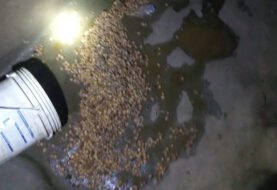 सोनो पुलिस ने देसी शराब बनाने की सामग्री को छापेमारी कर किया नष्ट