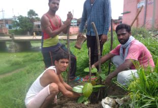 अलीगंज प्रखंड के परसामा गांव में युवाओं ने किया वृक्षारोपण