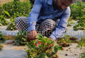 Video: जमूई में स्ट्रॉबेरी की खेती कर रहा किसान