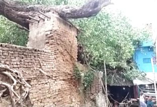250 वर्ष पुराना पीपल का वृक्ष गिरा  बाल-बाल बचे घर में सो रहे लोग