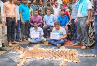 जमुई में बाघ की खाल के साथ दो तस्कर गिरफ्तार
