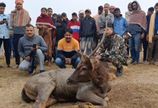 जंगल से भटक कर दुर्लभ प्रजाति का काला हिरण पहुंच गांव, ग्रामीणों ने पड़कर किया पुलिस के हवाले