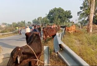 गाय से भरी ट्रक अनियंत्रित होकर पलटा, तस्करी के लिए गाय ले जाई जा रही थी कोलकाता